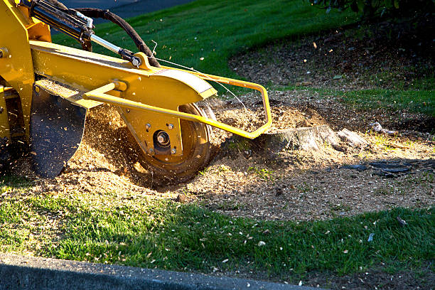 Best Emergency Tree Removal  in Keary, NE