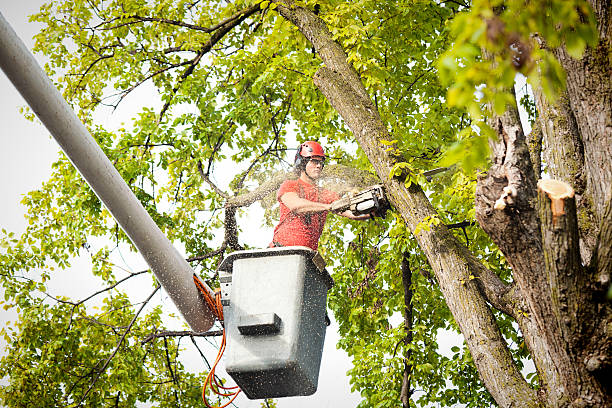 Best Storm Damage Tree Cleanup  in Keary, NE